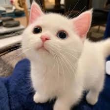 ڈینش تمور avatar
